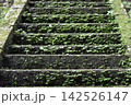 苔の生えた神社の階段 142526147