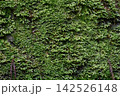 苔むした木 142526148