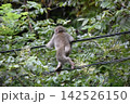 電線を走る小猿 142526150