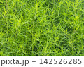 Lush green Kochia scoparia plant texture background. Close up of summer cypress foliage, vibrant natural pattern for fresh botanical design. 142526285
