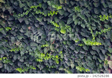 Lush ivy covered wall with dense green foliage and natural texture for garden landscaping, architecture, wallpaper, backgrounds and eco design Lush ivy covered wall with dense green foliage and natural texture for garden landscaping, architecture, wallpaper, backgrounds and eco design 142526286