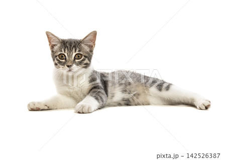 Tabby and white kitten lying 142526387