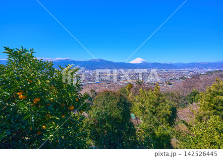 小田原市曽我の市街地眺望と柑橘類の木(小田原市,富士山,矢倉岳など) 小田原市曽我の市街地眺望と柑橘類の木(小田原市,富士山,矢倉岳など) 142526445