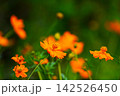 鮮やかなオレンジ色のキバナコスモス 142526450