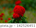 大きな赤いケイトウの花 142526451