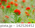 ケイトウの赤い花 142526452