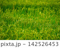 田んぼの稲 142526453