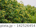 沢山な実をつけた栗 142526454