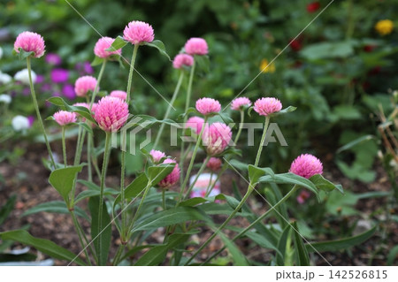 ピンク色のセンニチコウの花 142526815