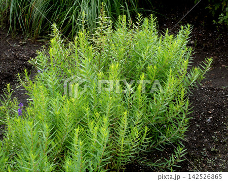 薬用植物 コガネバナ 薬用植物 コガネバナ 142526865