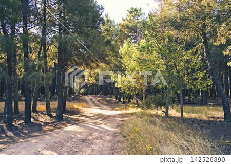 Serene Forest Pathway Serene Forest Pathway 142526890