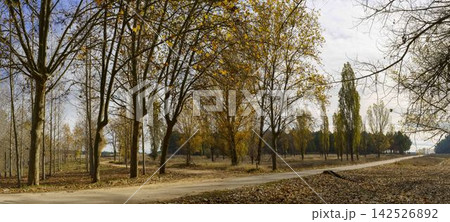Serene Autumn Path Through Forest Serene Autumn Path Through Forest 142526892