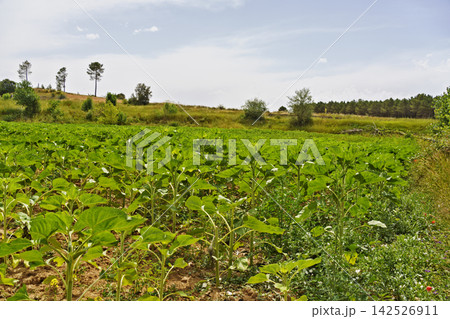 Lush Green Agricultural Field Under Cloudy Sky Lush Green Agricultural Field Under Cloudy Sky 142526911