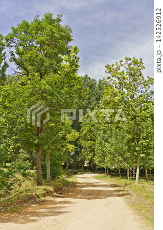 Dirt Road Through Lush Green Forest Dirt Road Through Lush Green Forest 142526912