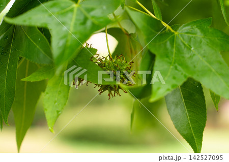 American sweetgum (Liquidambar styraciflua) tree branch with young spiky green seed ball. Immature developing fruit American sweetgum (Liquidambar styraciflua) tree branch with young spiky green seed ball. Immature developing fruit 142527095