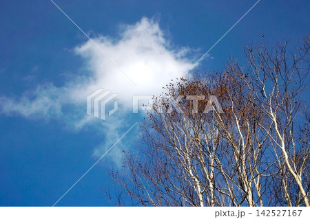 晩秋の青空と白い雲、葉を落とした木々の風景 142527167