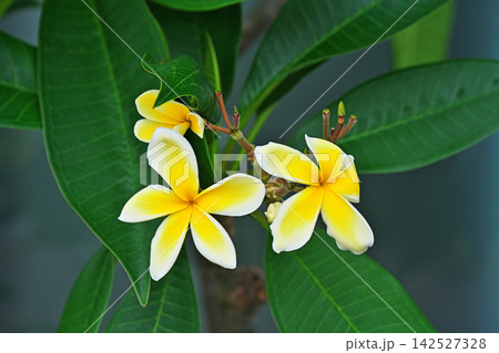 黄色いプルメリアの花(秋、九月) 黄色いプルメリアの花(秋、九月) 142527328