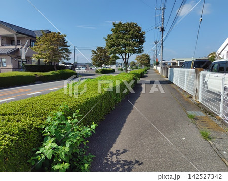 緑の生け垣が続く歩道・Green Pedestrian Walkway 142527342