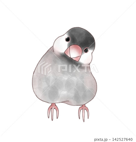 首をかしげる桜文鳥 首をかしげる桜文鳥 142527640