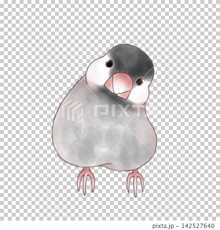 A Java sparrow tilting its head A Java sparrow tilting its head 142527640