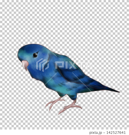 Lineolated Parakeet / Blue Lineolated Parakeet / Blue 142527641
