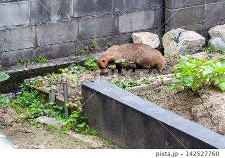 田舎の畑に現れてミミズを探すアナグマ 田舎の畑に現れてミミズを探すアナグマ 142527760