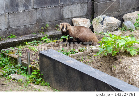 田舎の畑に現れたアナグマ 田舎の畑に現れたアナグマ 142527761