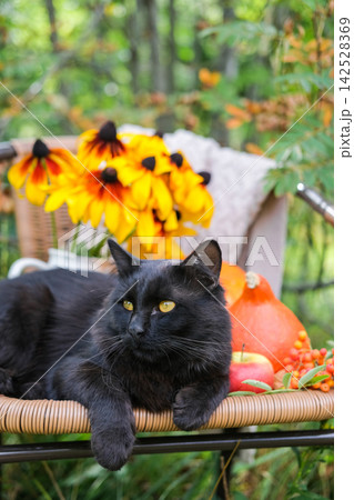 Black cat with yellow eyes lies on wicker chair among orange pumpkins, yellow rudbeckia flowers, apples, and rowan berries in garden 142528369