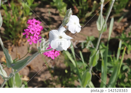 春の公園に咲く白いスイセンノウの花とピンク色のムシトリナデシコの花 142528383