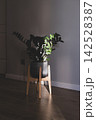 Potted Zamioculcas ZZ plant on wooden stand with glossy green leaves illuminated by sunlight, dramatic shadows and warm natural light across dark wooden floor 142528387