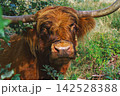 Highland cow with wide curved horns and long reddish coat standing among green plants, close pastoral portrait in natural countryside setting 142528388