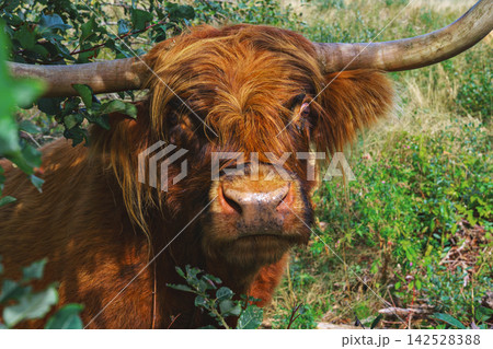 Highland cow with wide curved horns and long reddish coat standing among green plants, close pastoral portrait in natural countryside setting Highland cow with wide curved horns and long reddish coat standing among green plants, close pastoral portrait in natural countryside setting 142528388