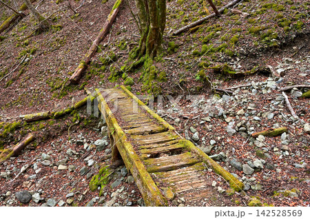 伊豆半島 伊豆山稜線歩道 天城峠へ向かう木橋 伊豆半島 伊豆山稜線歩道 天城峠へ向かう木橋 142528569