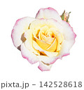 薔薇 ピンク 薔薇 ピンク 142528618