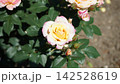 薔薇 ピンク 薔薇 ピンク 142528619