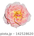 薔薇 ピンク 薔薇 ピンク 142528620