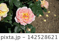 薔薇 ピンク 薔薇 ピンク 142528621