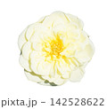 薔薇 白 薔薇 白 142528622