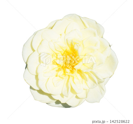 薔薇 白 薔薇 白 142528622