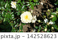 薔薇 白 薔薇 白 142528623