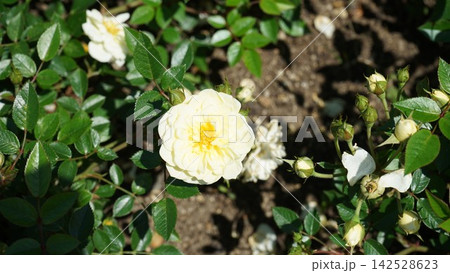 薔薇 白 142528623