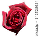 薔薇 赤 薔薇 赤 142528624
