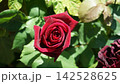 薔薇 赤 薔薇 赤 142528625
