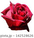薔薇 赤 薔薇 赤 142528626