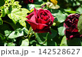 薔薇 赤 薔薇 赤 142528627