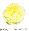 薔薇 黄色 薔薇 黄色 142528628