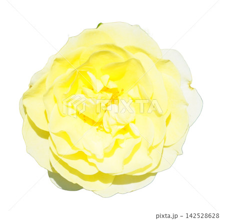 薔薇 黄色 薔薇 黄色 142528628