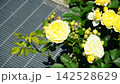 薔薇 黄色 薔薇 黄色 142528629