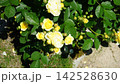 薔薇 黄色 薔薇 黄色 142528630