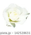薔薇 白 薔薇 白 142528631